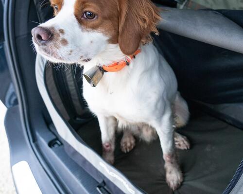 Un épagneul breton attendant dans une caisse à chien