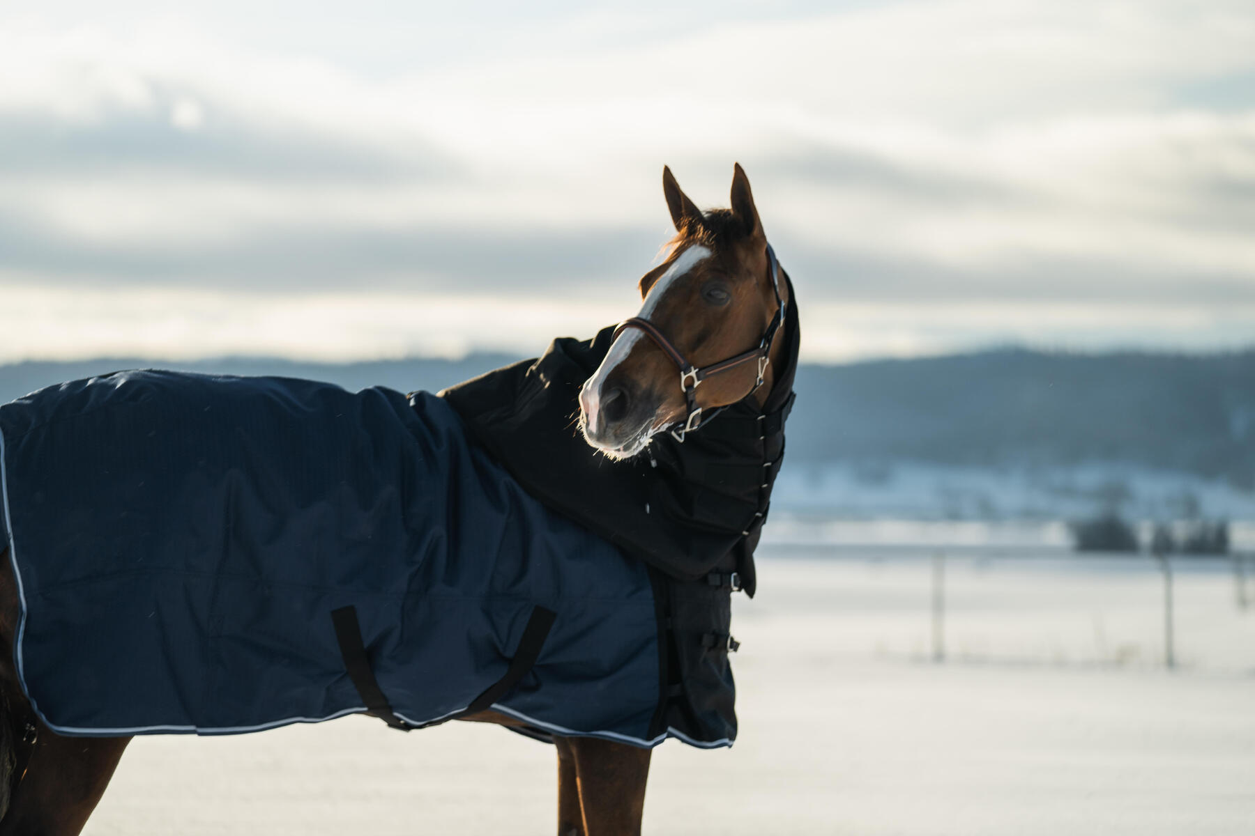 Hoe kies je een paardendeken? -5