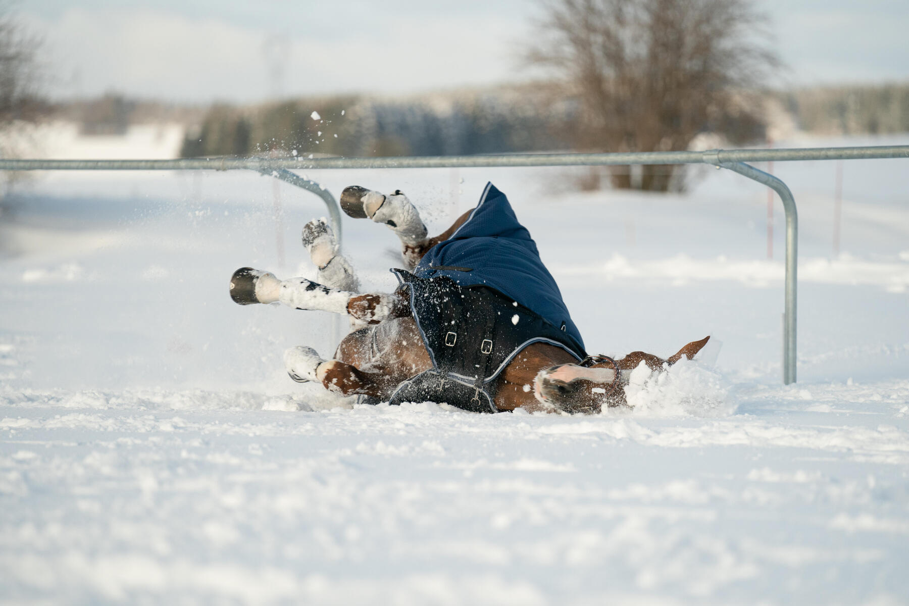 Hoe kies je een paardendeken? para4