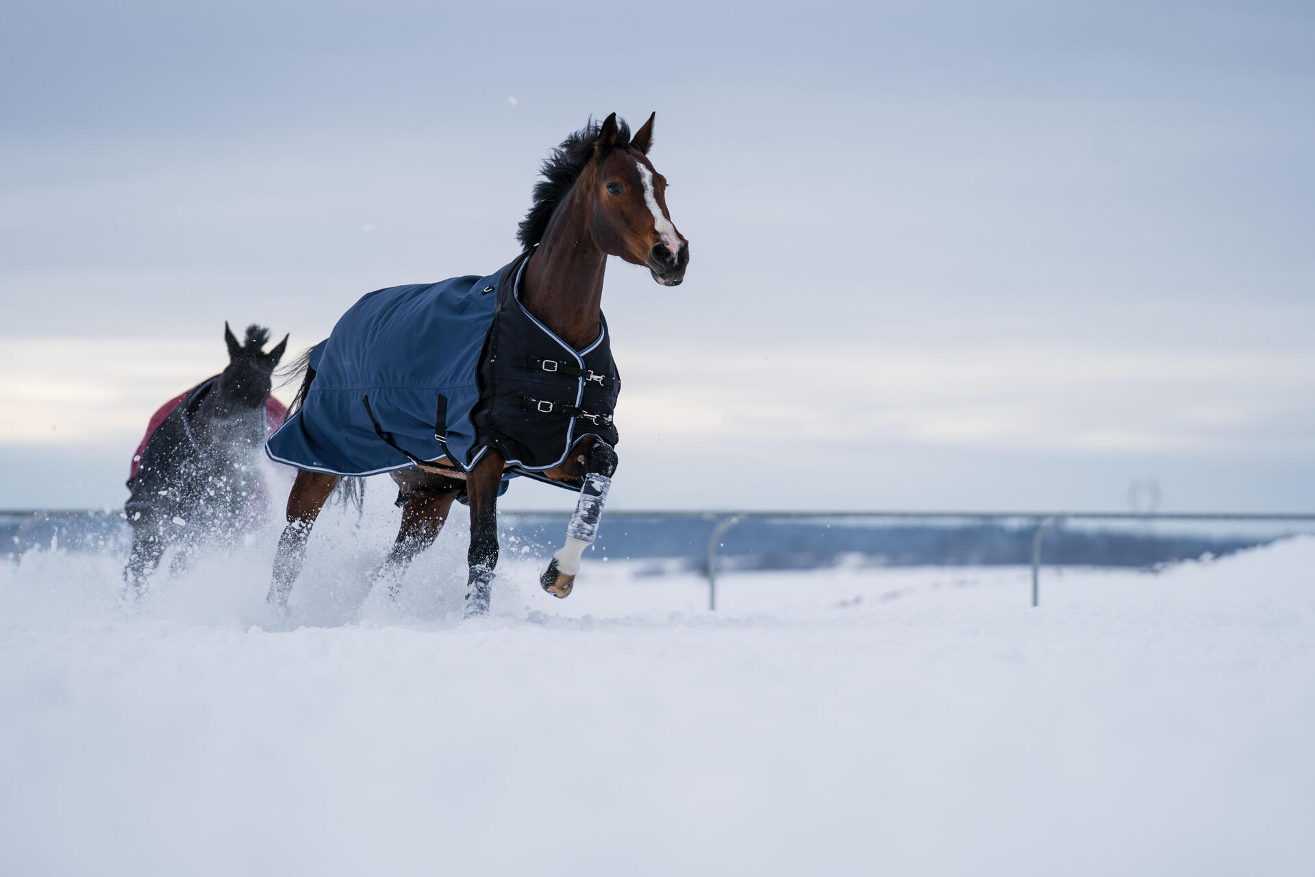 Pferd ohne Reiter gallopiert im freiem