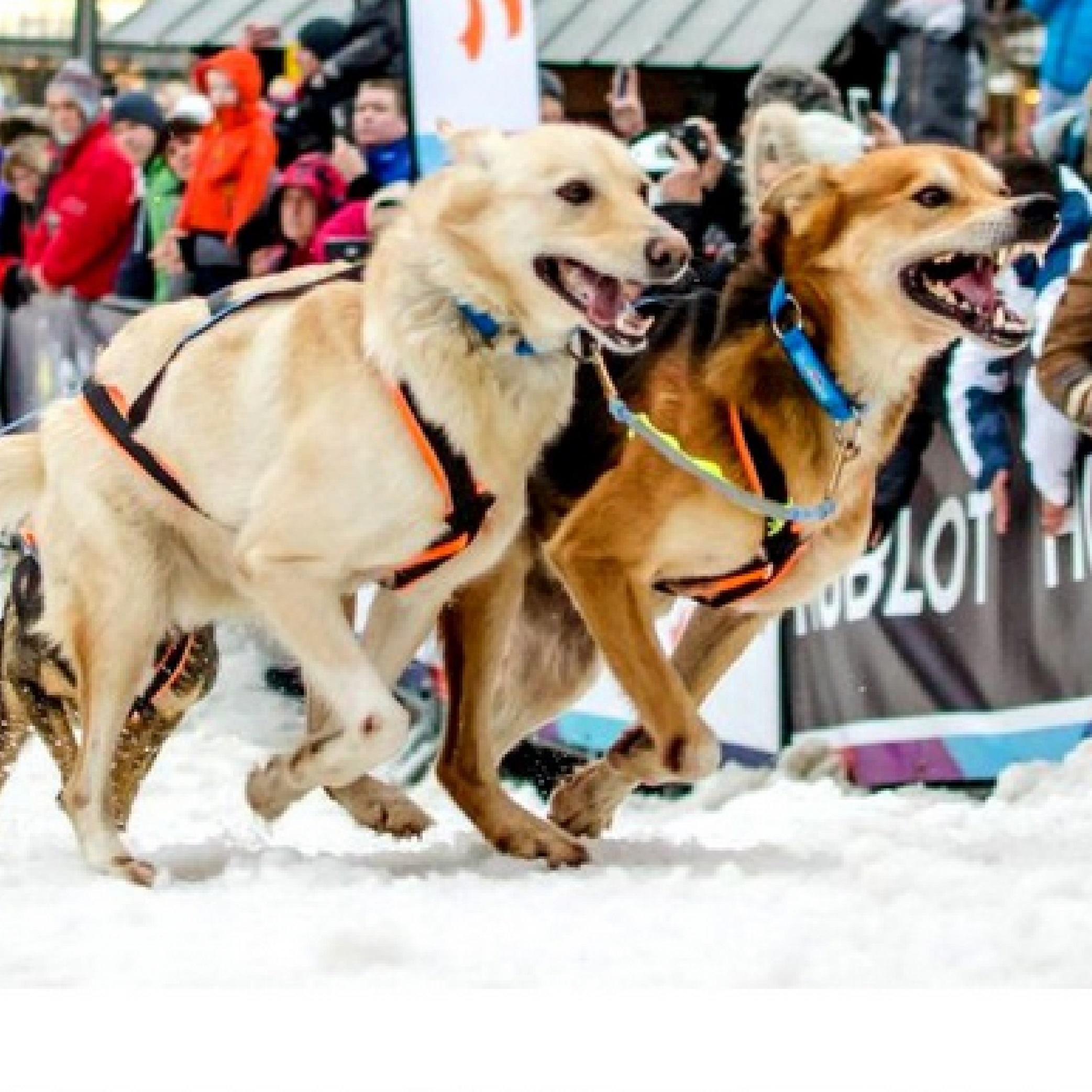 Harnais Polar Quest Canicross, Cani-randonnée, Cani-VTT, orange/noir 2/2