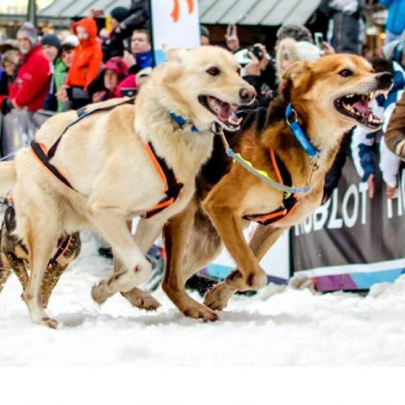 Tuigje Polar Quest voor canicross, cani-hiken of cani-ATB, oranje/zwart