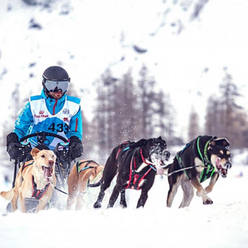 Harnais de canicross, cani-VTT, ski-jöring, Blizzard Beast Vert/Noir