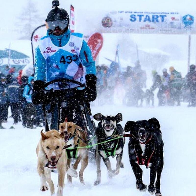 Tuigje voor canicross/bikejöring/ski-jöring Blizzard Beast groen/zwart