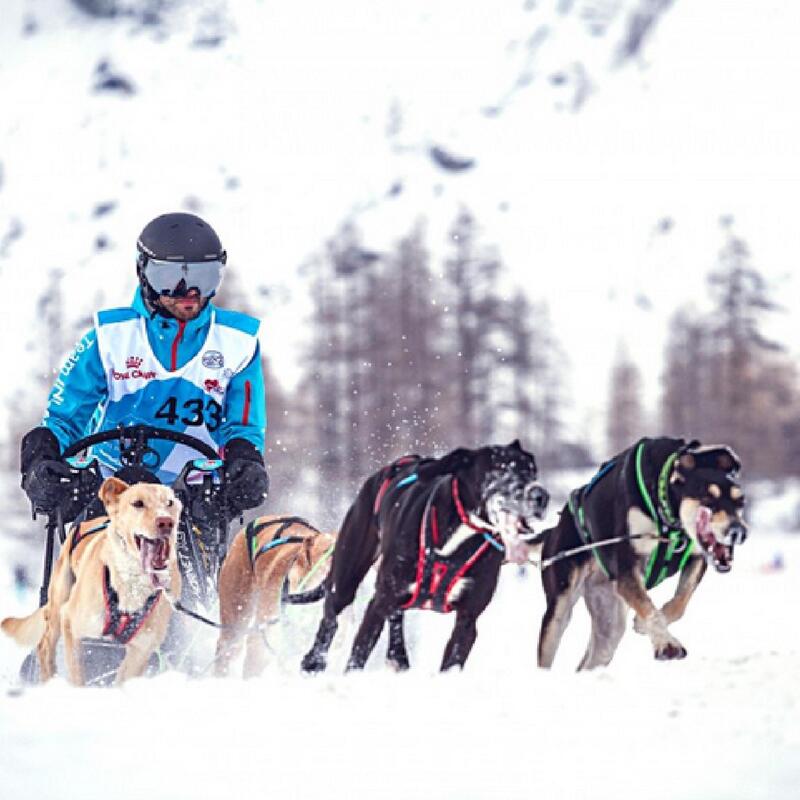 Harnais de canicross, cani-VTT, ski-jöring, Blizzard Beast Rouge/Noir