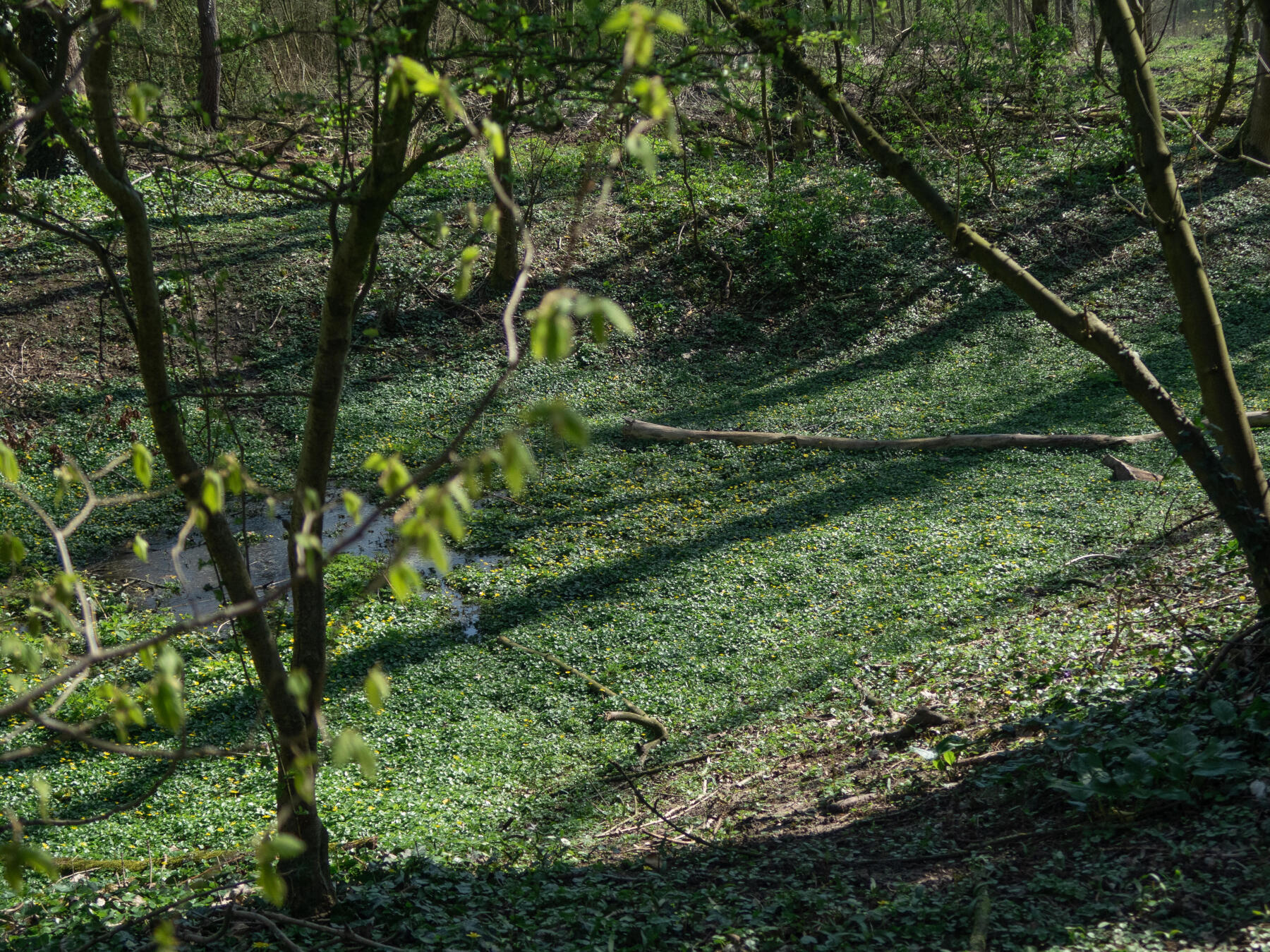 Benefici orienteering