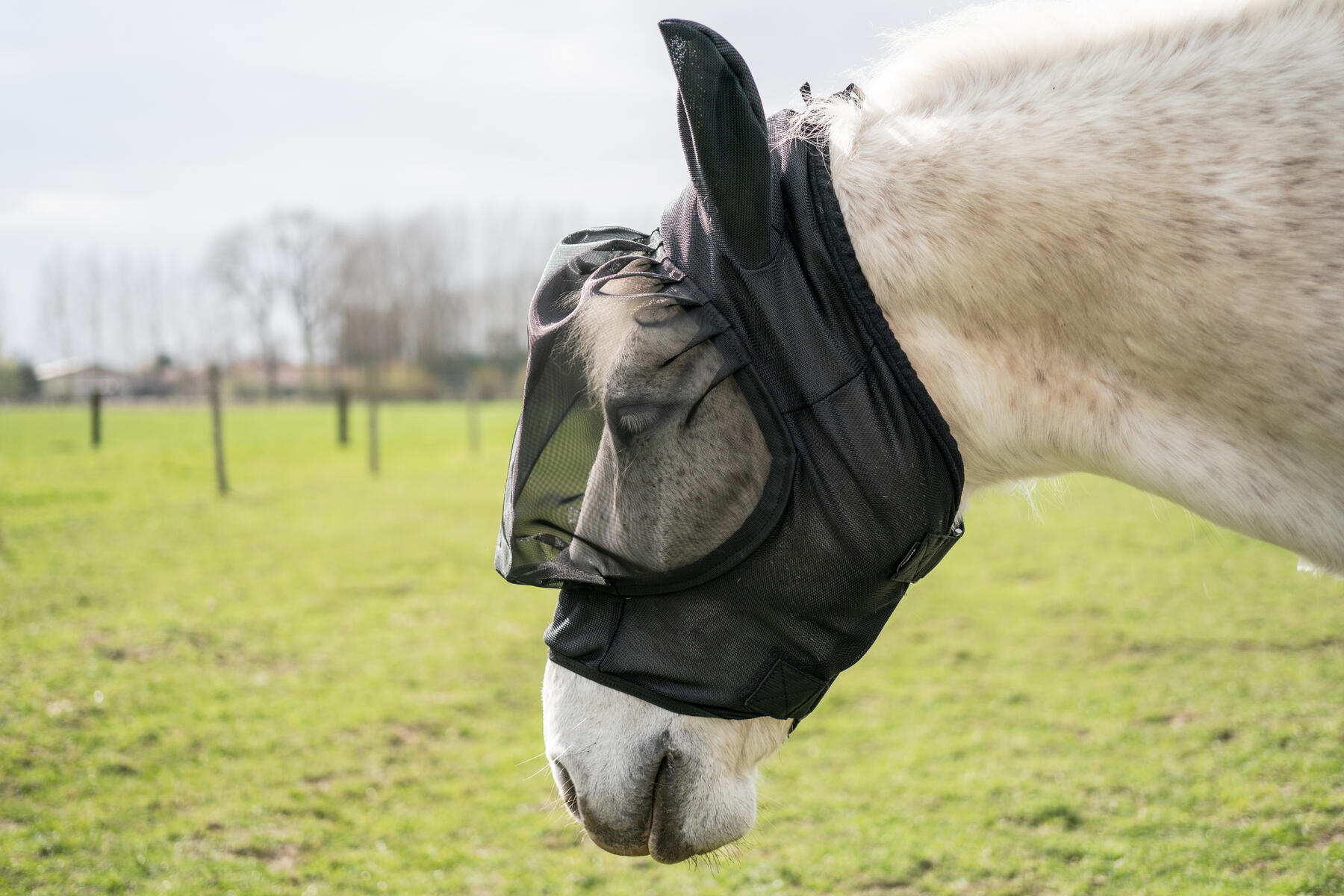 Hoe kies ik een paardendeken?