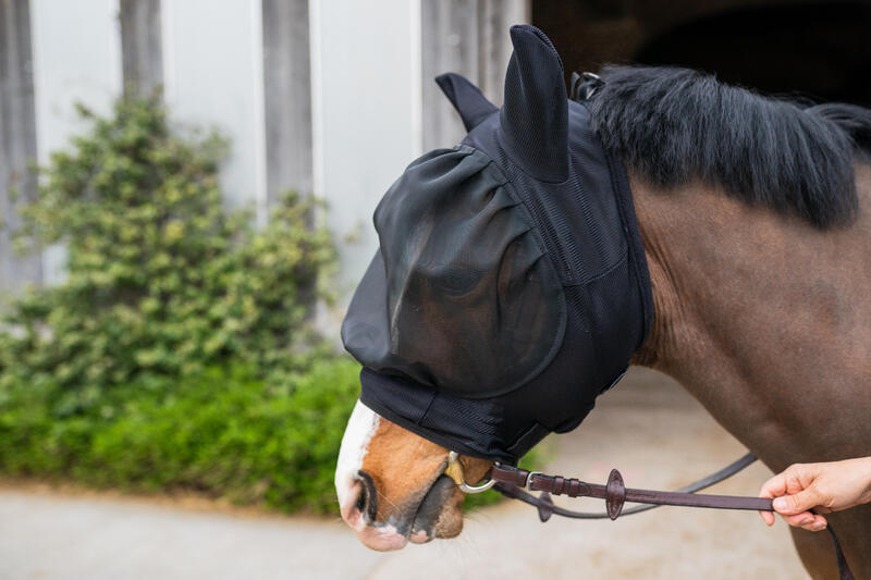 Comment protéger mon cheval des insectes ? 