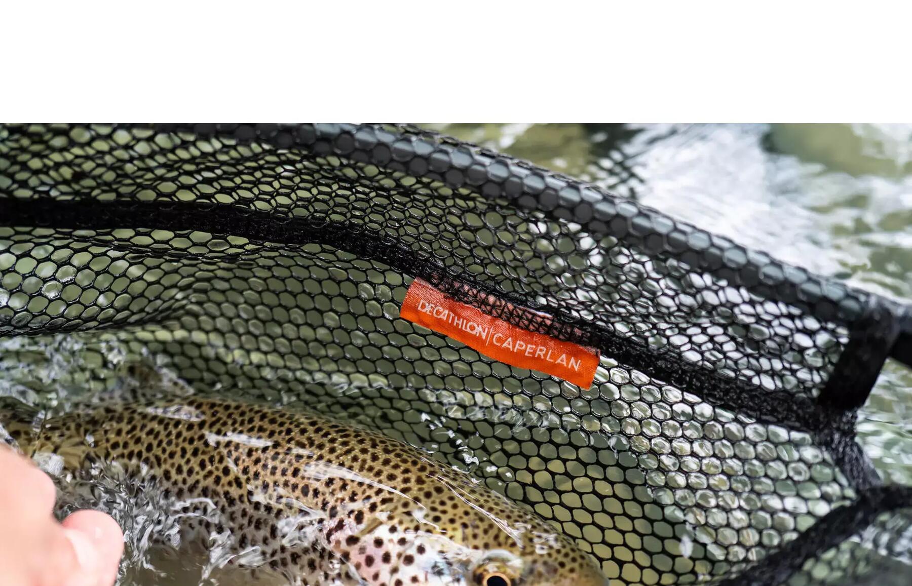 peche vif