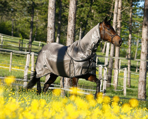 comment protéger le cheval de la dermite estivale