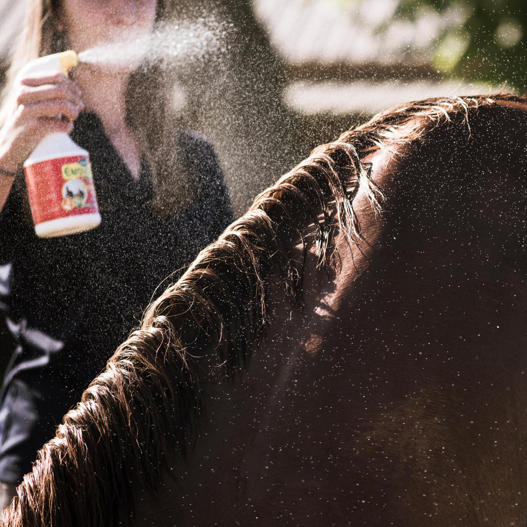 cavalière en train de pulvériser du produit insectifuge sur son cheval