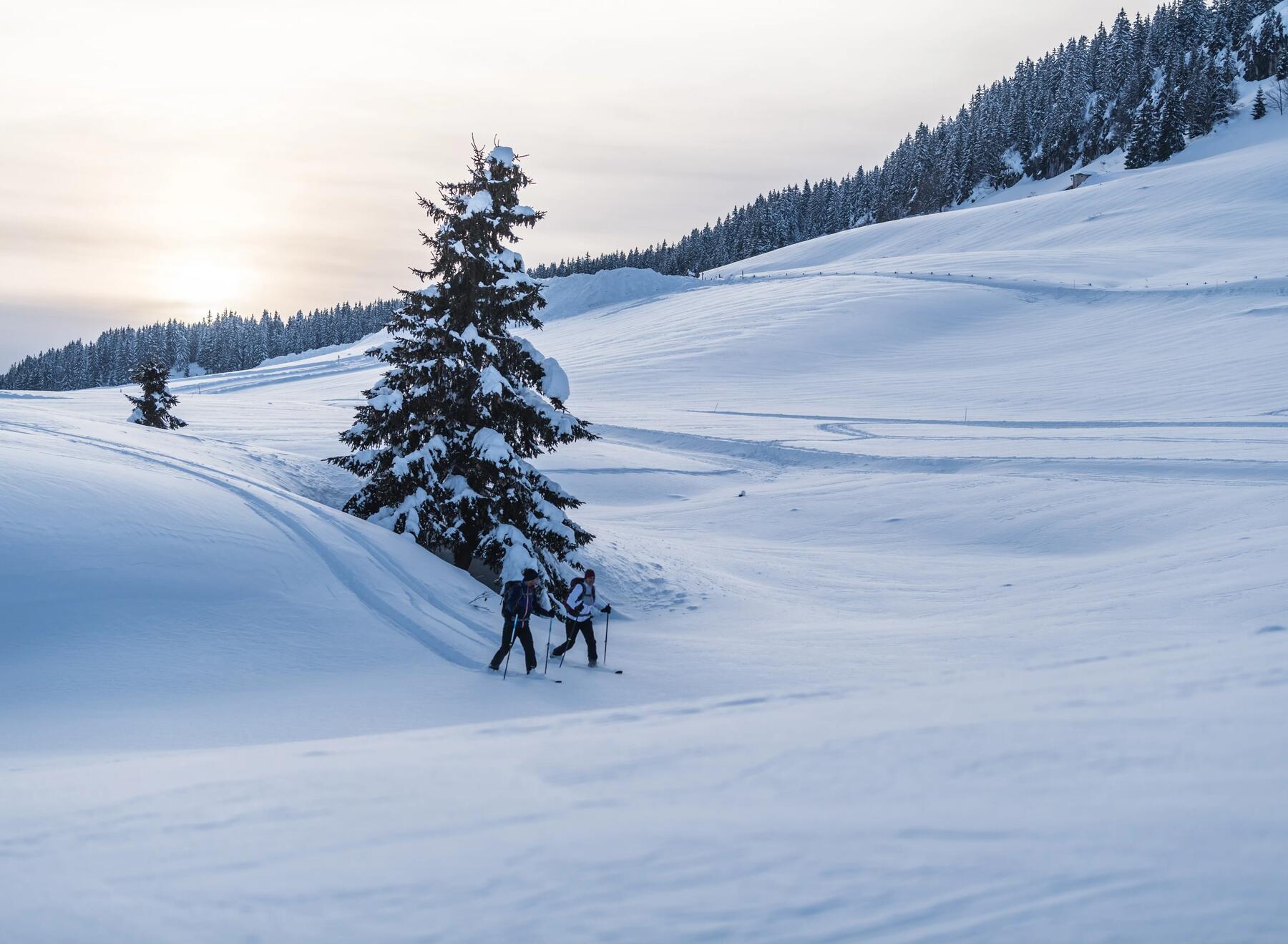 two people cross-country skiing