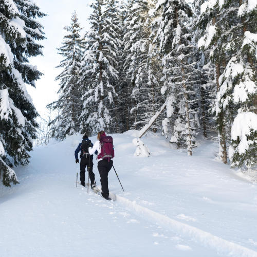 foret en ski raquette