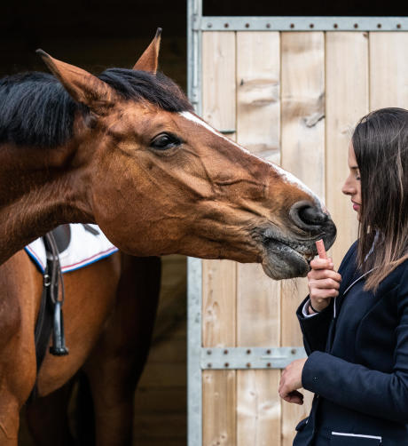 friandise cheval fouganza friandise cheval fouganza