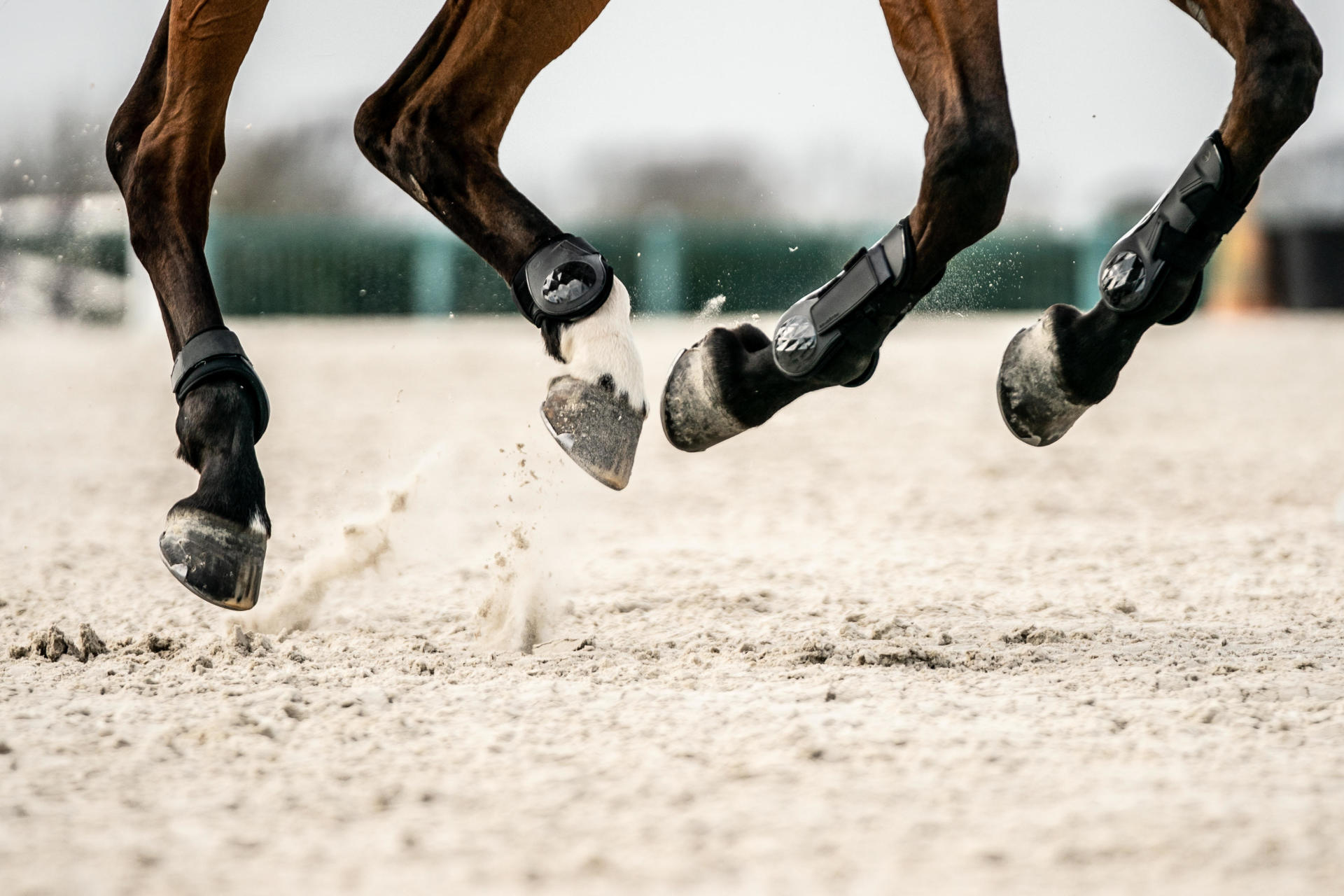 Tout ce qu'il faut savoir sur le pied du cheval