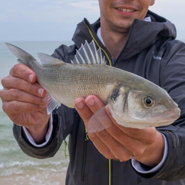 Seabass
