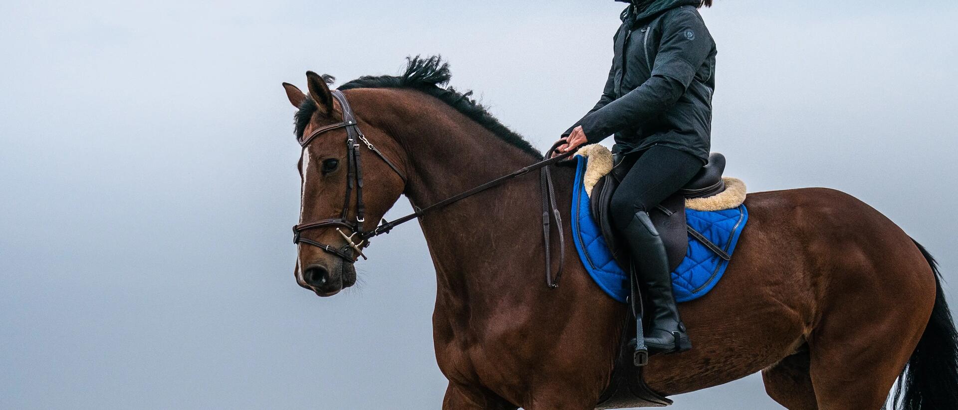 Hoe kies ik een hoofdstel voor mijn paard? 