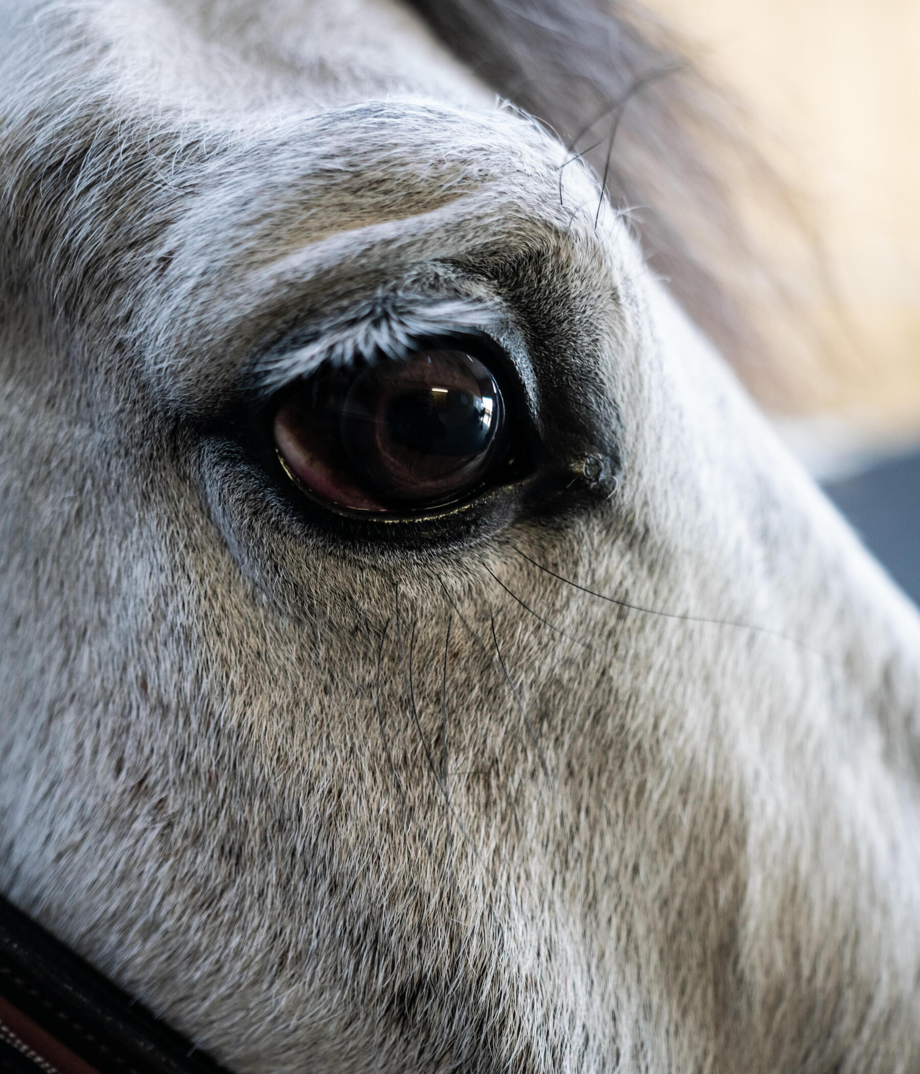 Gros plan sur l'oeil d'un cheval gris