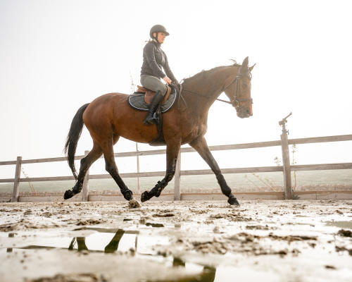 Séance de trotting à cheval