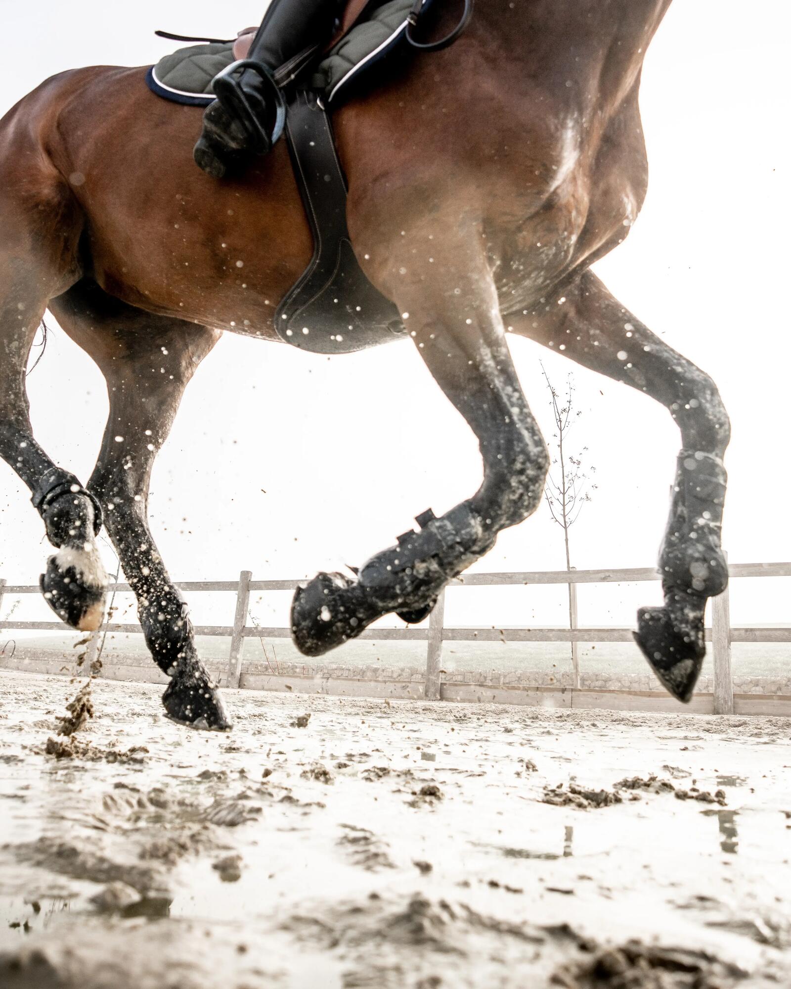 Protezione arti cavallo