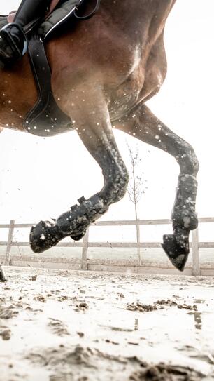 Alt/le départ au galop Alt/le départ au galop