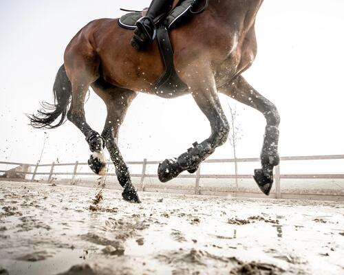 Apprendre le changement de pied à son cheval