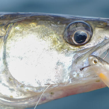 Bien choisir les appâts pour pêcher en mer, les règles à connaître