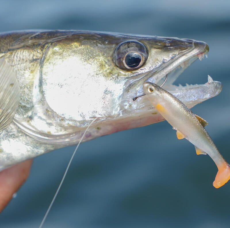 LURE RIG