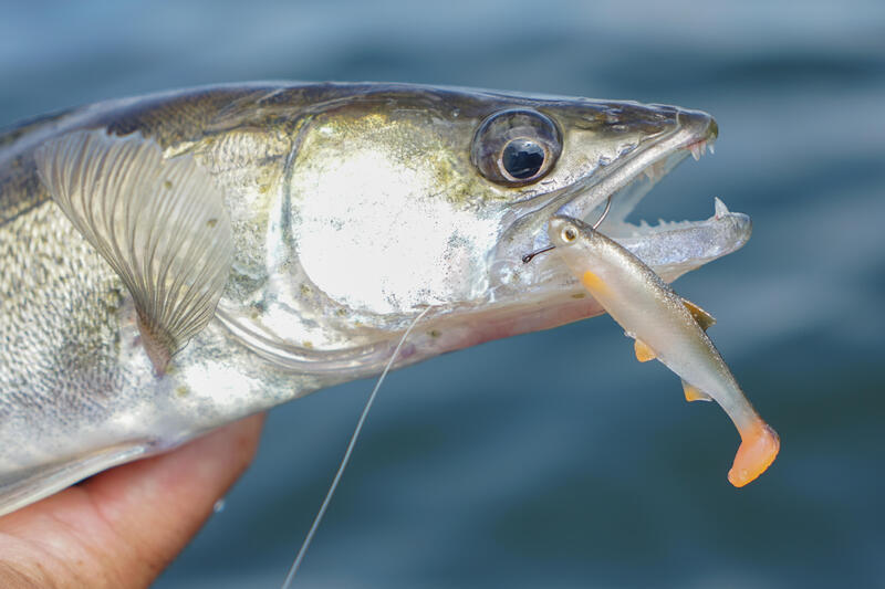 Comment choisir son matériel de pêche bord de mer