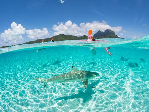 shark shark
