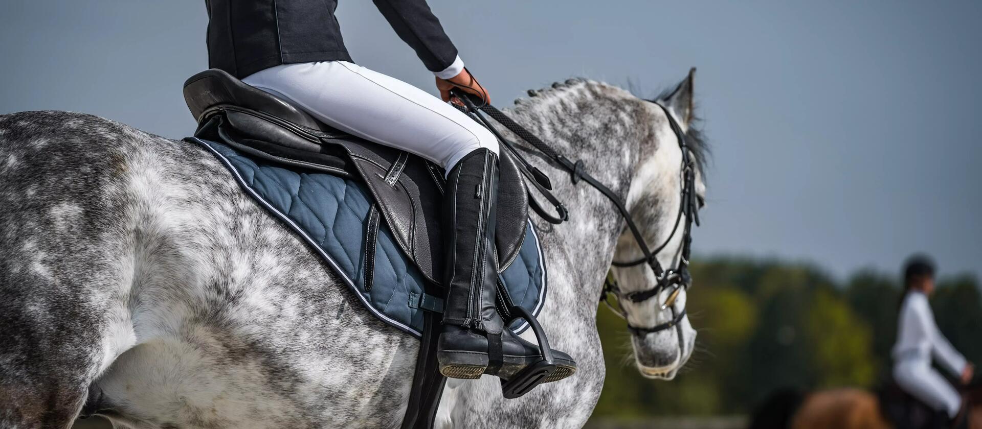 gros plan d'un cheval gris équipé d'un tapis bleu foncé et d'un amortisseur pour le saut d'obstacle