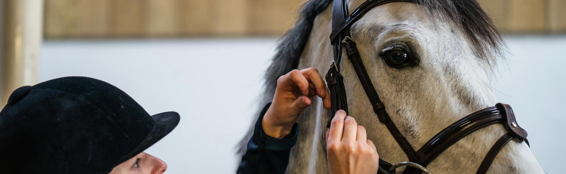 équitation : cuir ou synthétique bridon