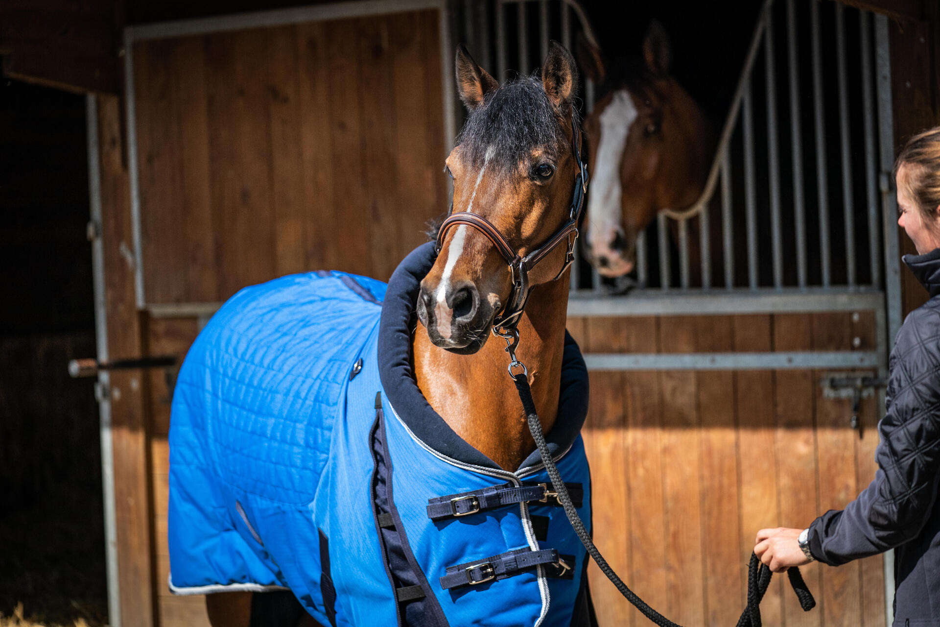 Pferd mit Pferdedecke im Stall