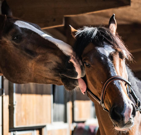 affinités_cheval_pré affinités_cheval_pré