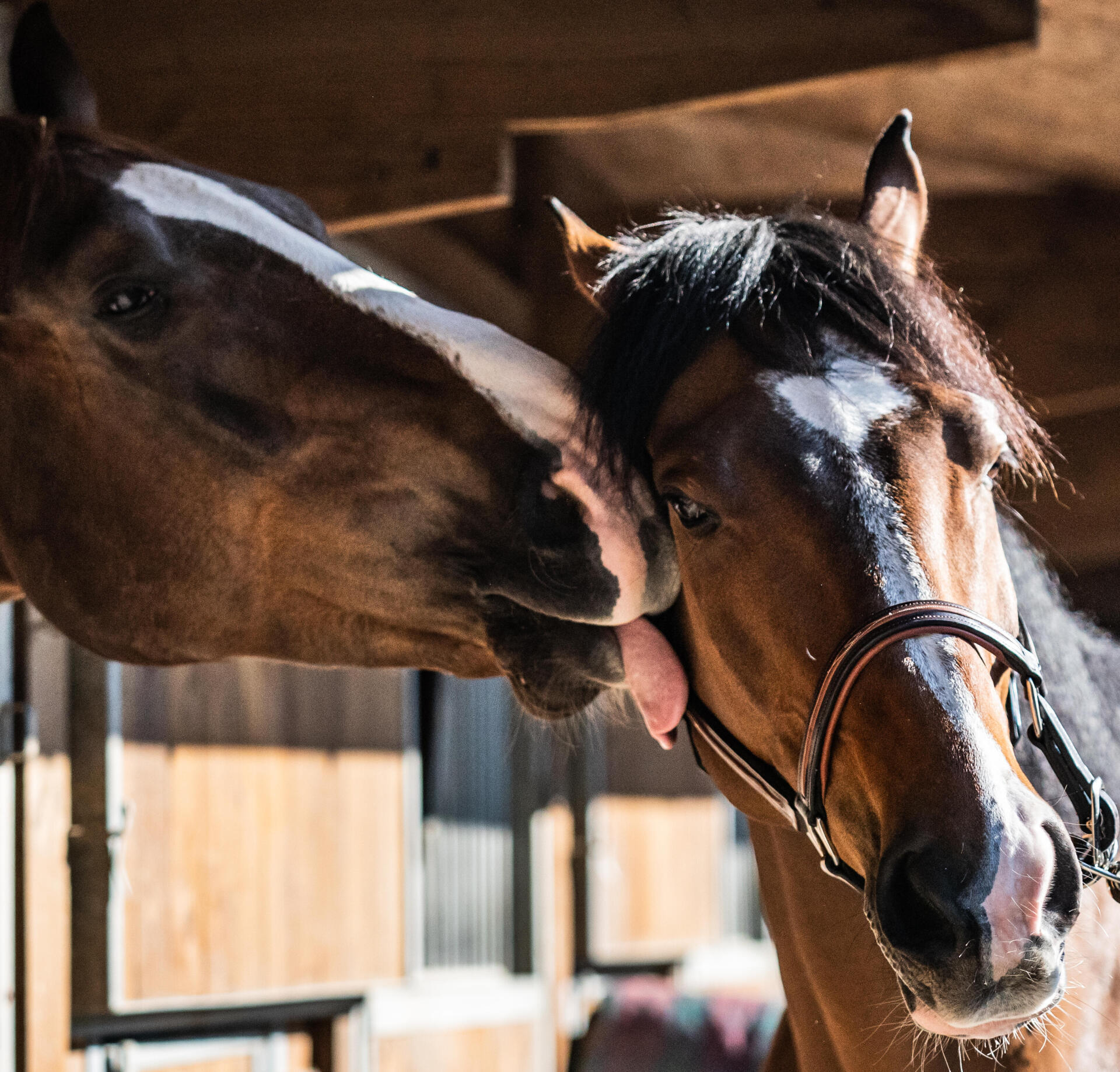 Mon cheval est-il bien en prairie ?