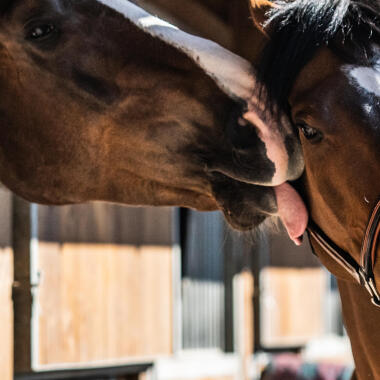 cc un licol pour cheval