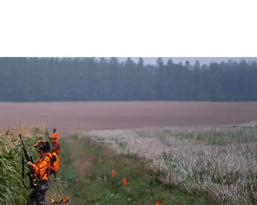 Driven hunt: hunting in complete safety