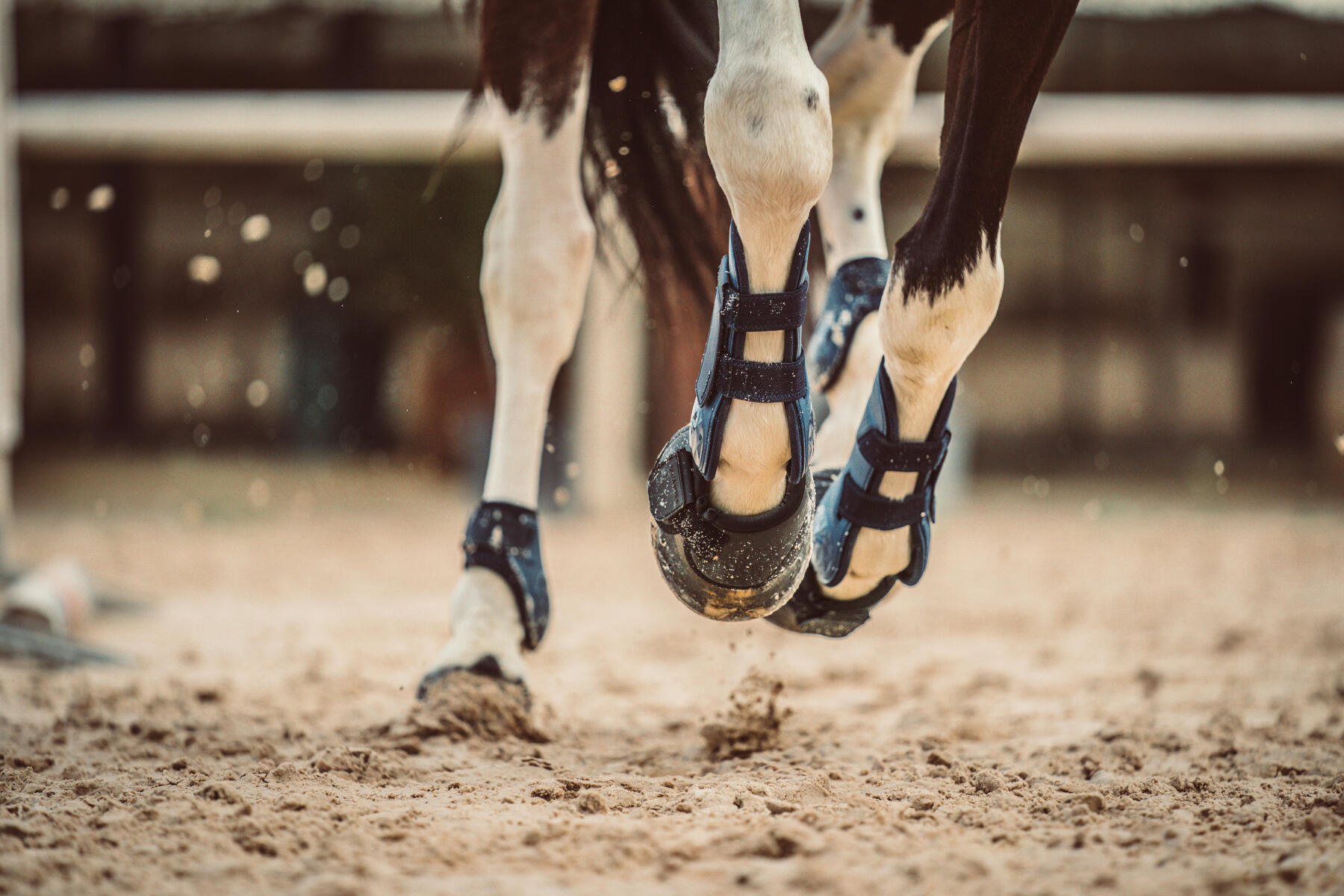 Cheval au galop équipé de cloches, de protèges boulet et de guêtres ouvertes pour le protéger