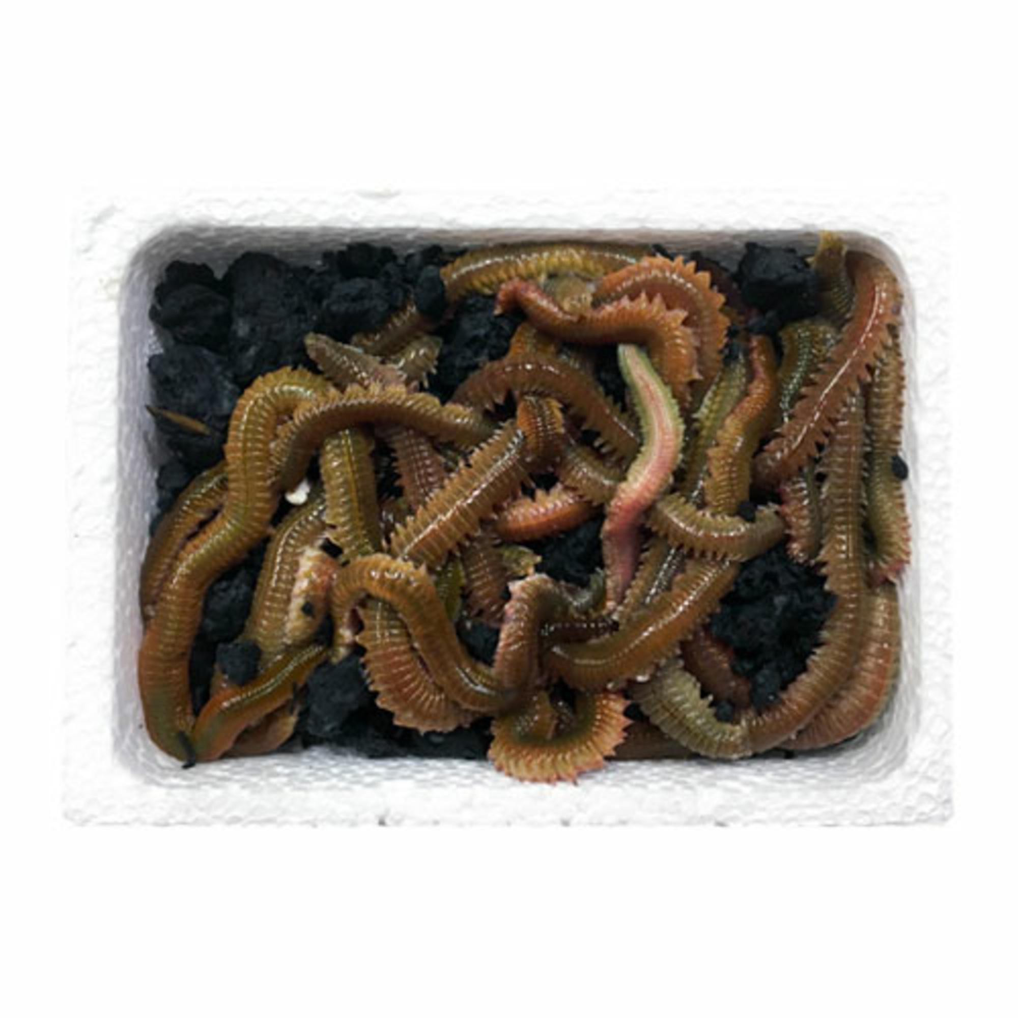 STARBAITS picture