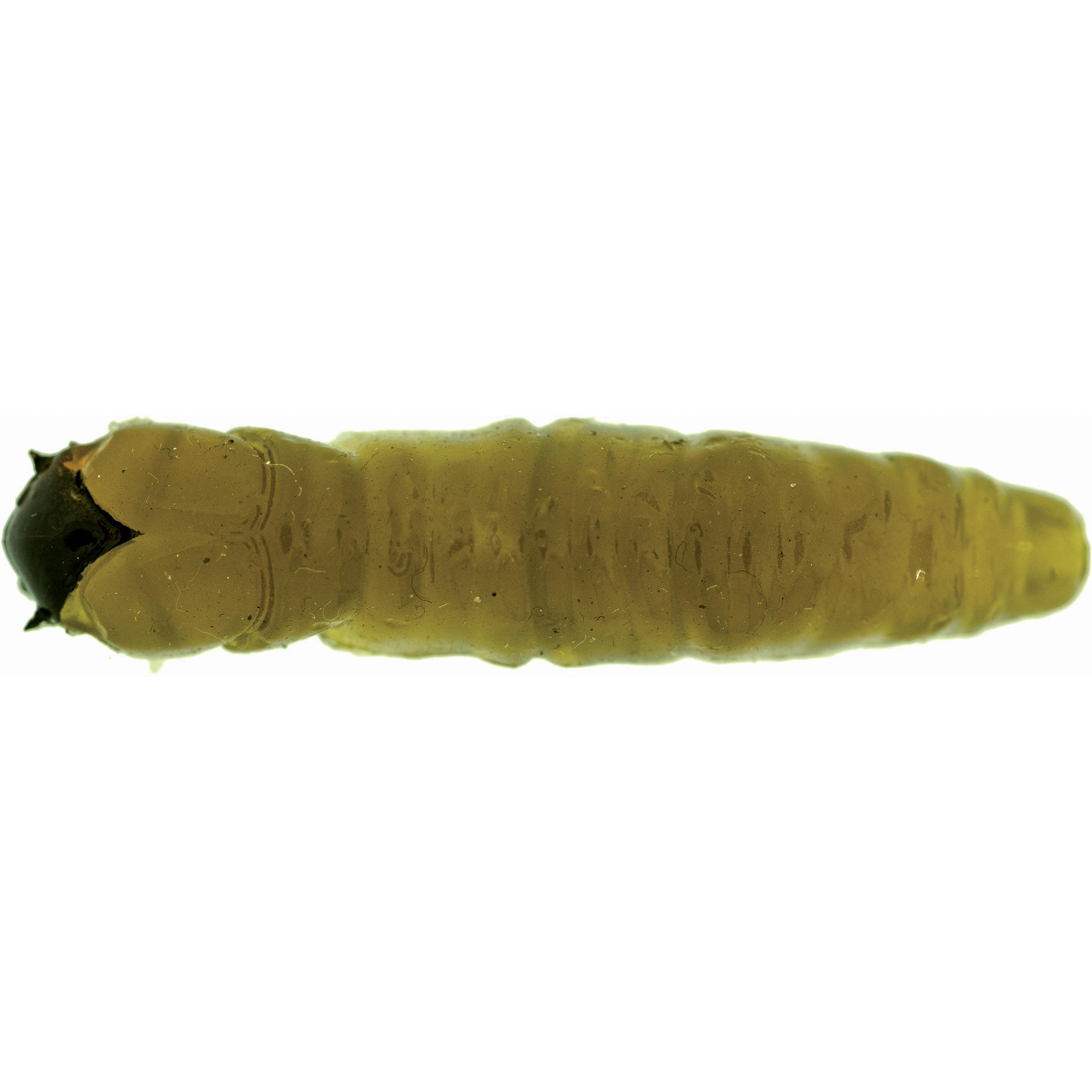 AUTAIN Trout Fishing Soft Lure Caimano Worm Brown 3.8 cm