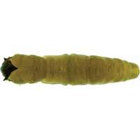 Nălucă flexibilă pescuit la păstrăv CAIMANO WORM BROWN 3.8cm Pescuit - Nălucă CAIMANO WORM 3.8cm AUTAIN - Atractanti