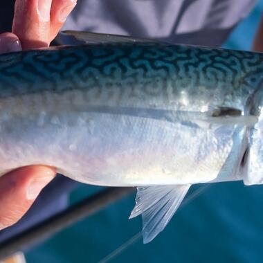 CHOISIR SA CUILLER DE PÊCHE EAU DOUCE