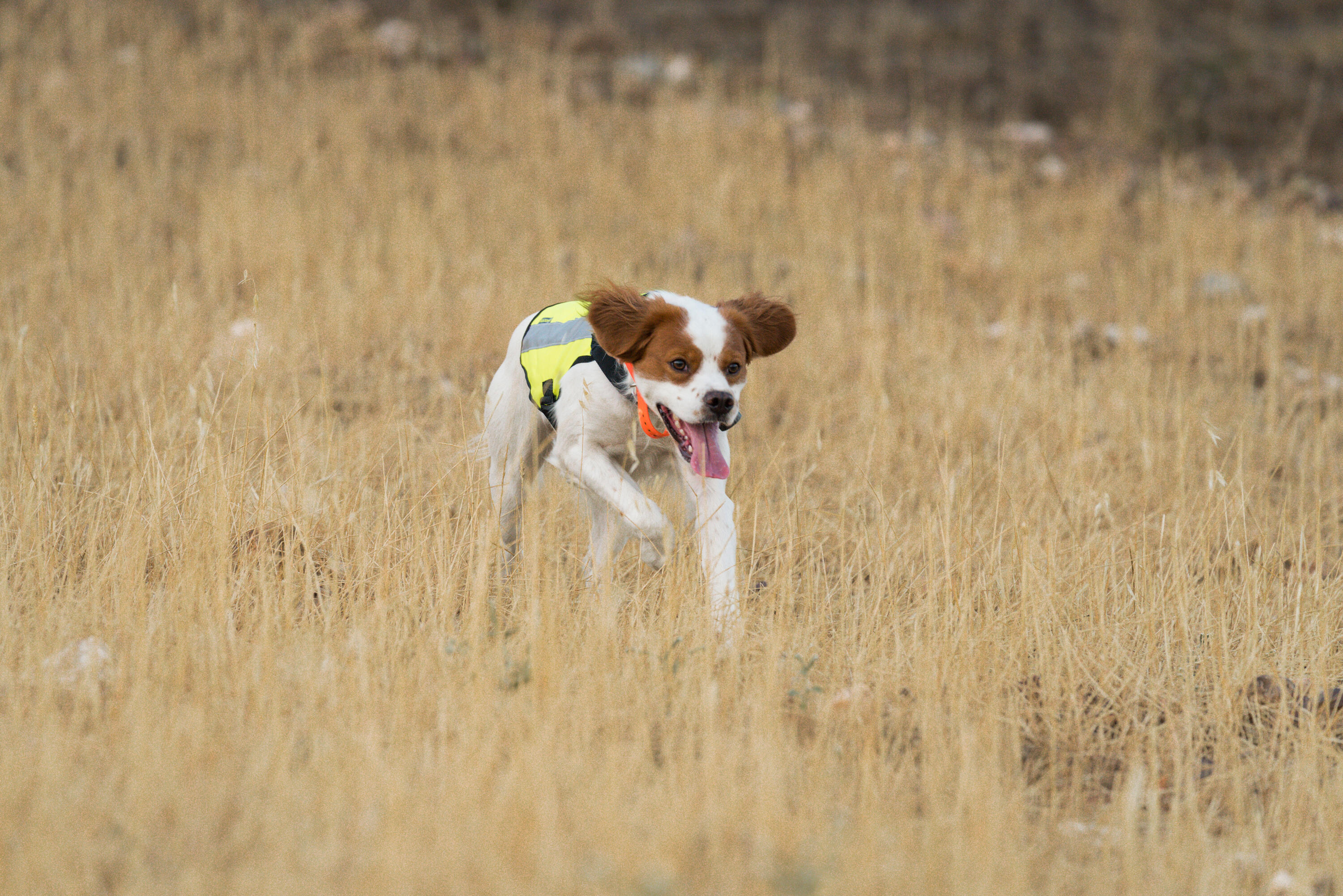 Hundeweste 100 gelb  17/19