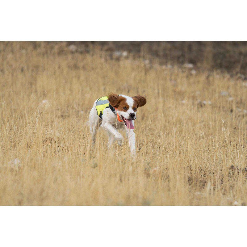 COLETE PARA CÃO DE CAÇA 100 AMARELO