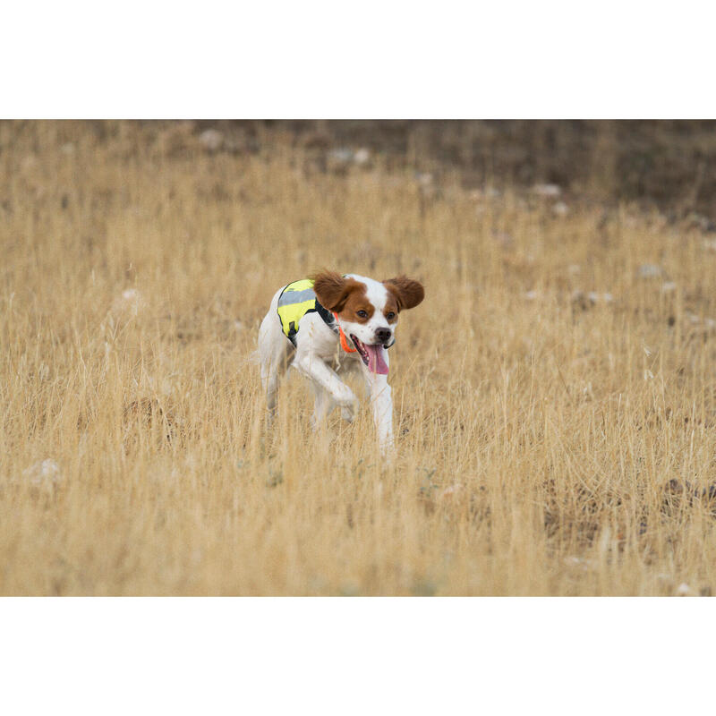 Gilet cane caccia 100 giallo