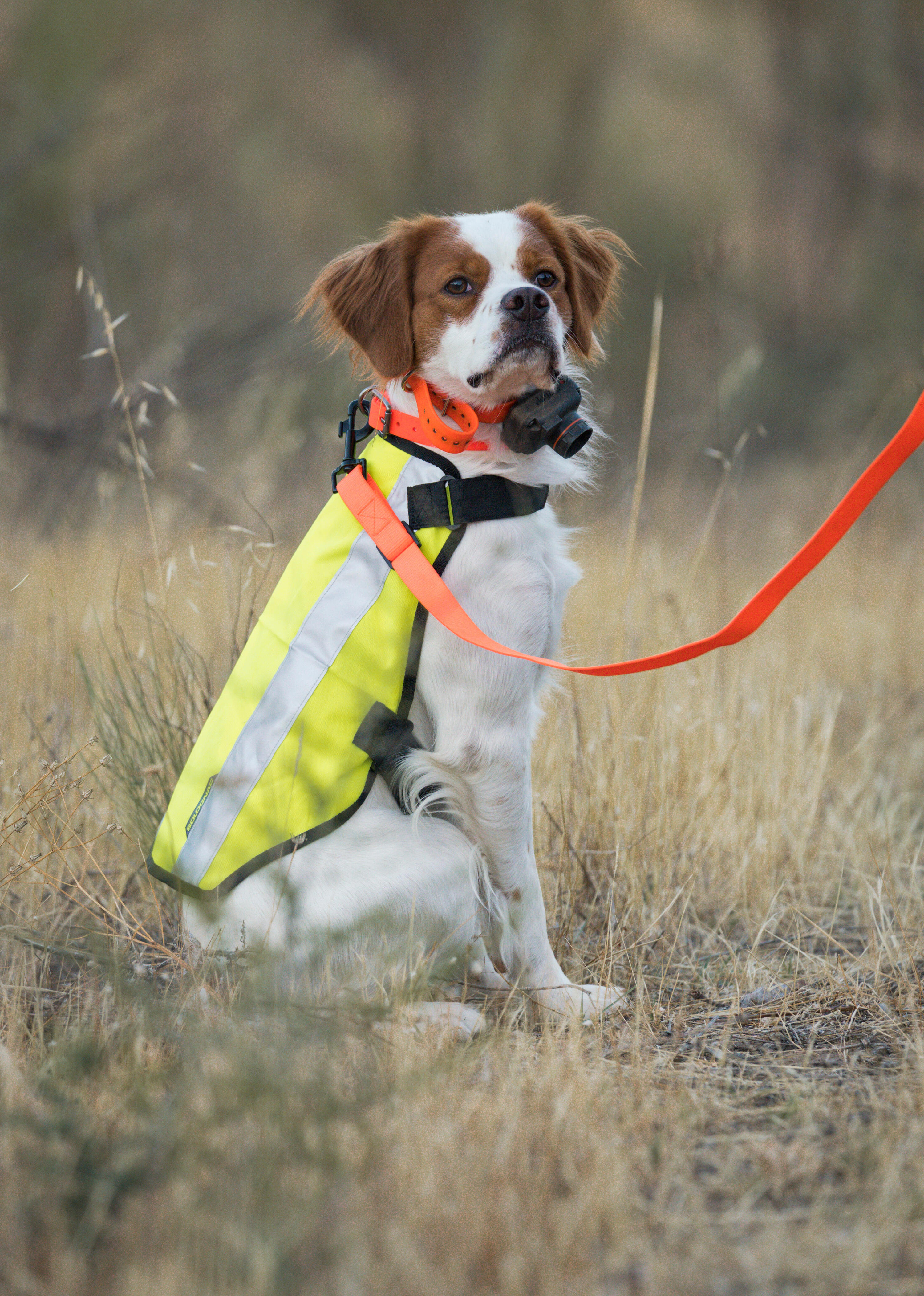 Hundeweste 100 gelb  14/19