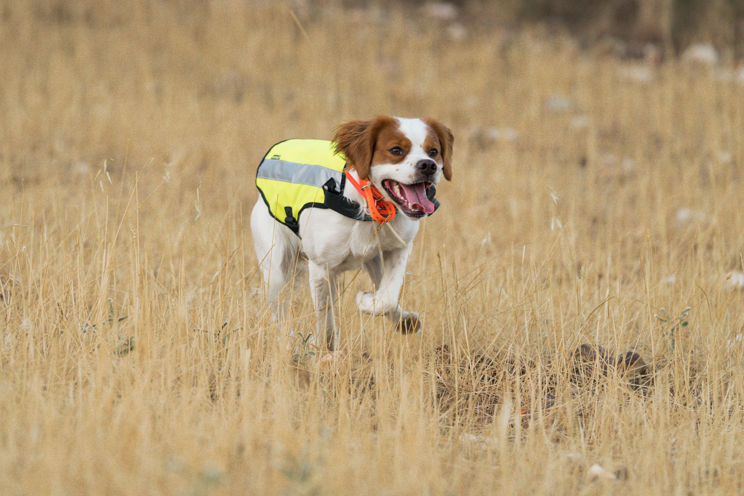 Hundeweste 100 gelb  18/19