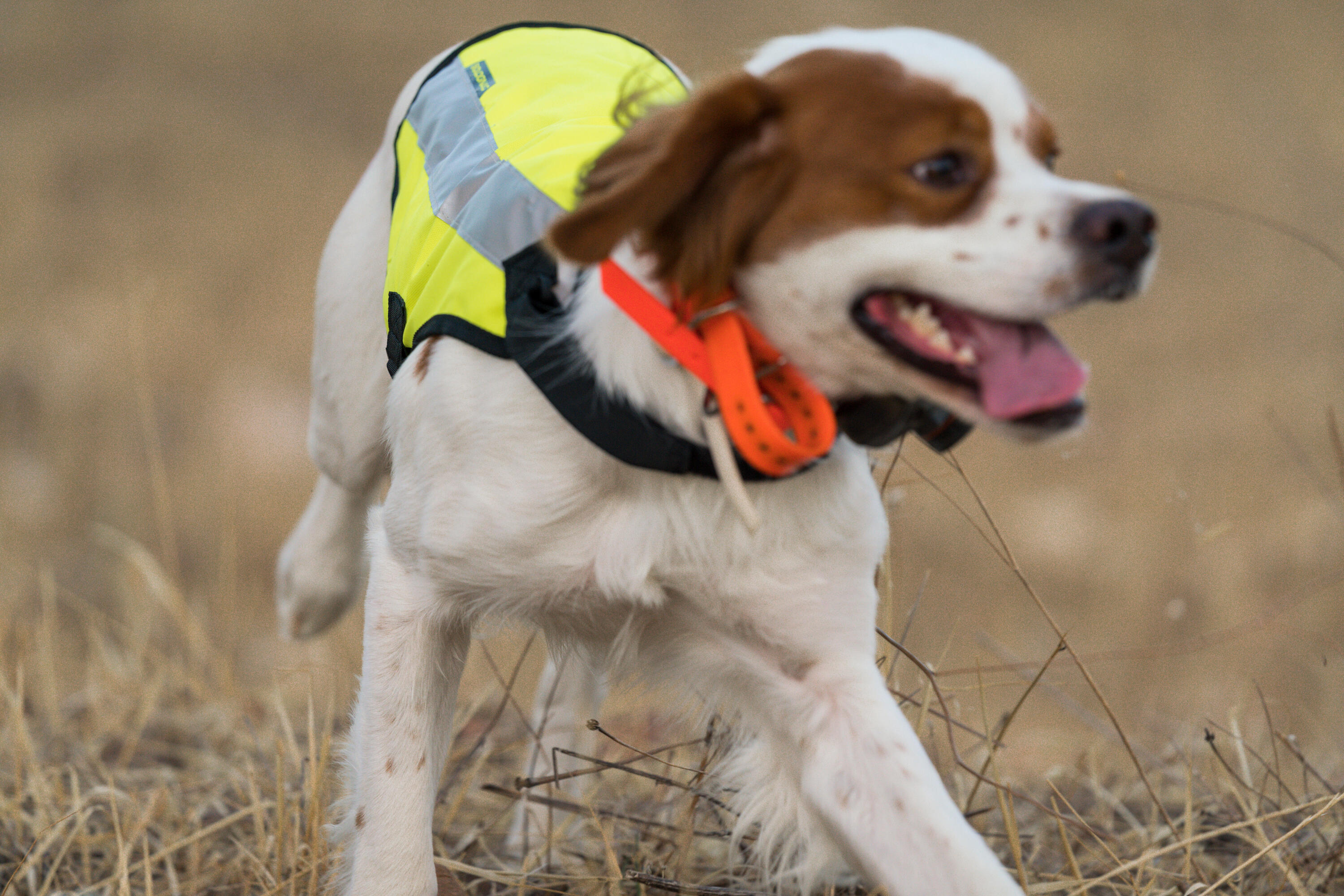 Hundeweste 100 gelb  19/19