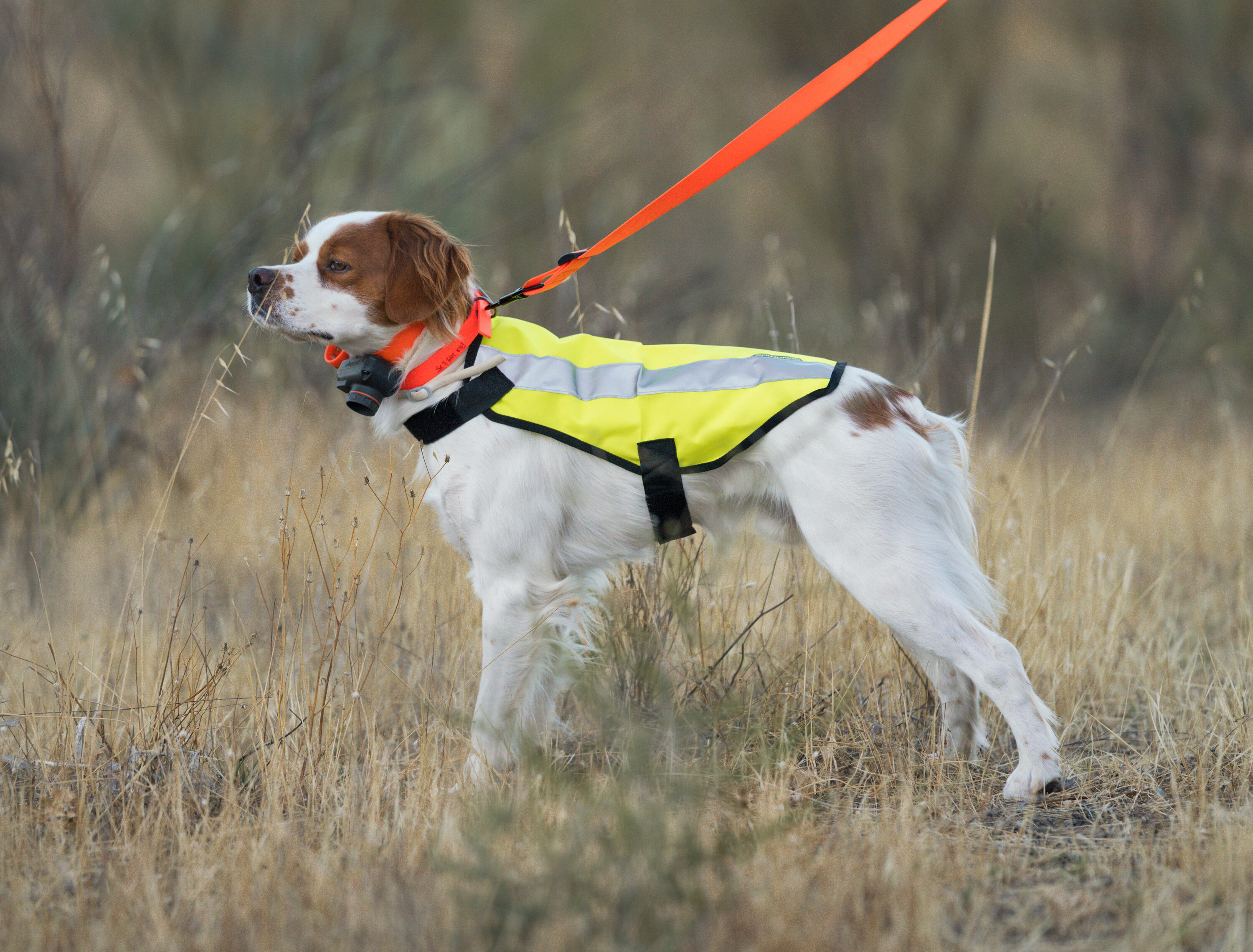 Hundeweste 100 gelb  13/19