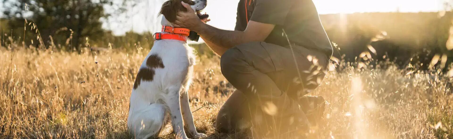 prepare your dog to be ready for the hunting season